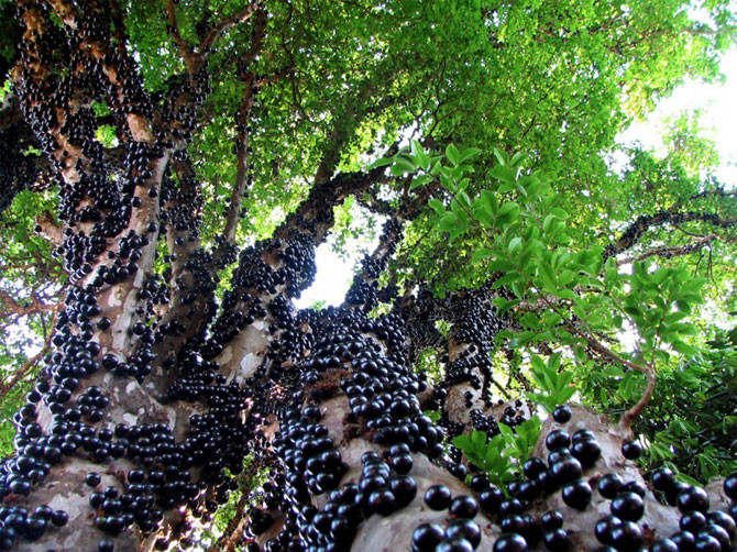 Jabotikakba (bagas são comestíveis e muito saborosas) árvores, incrível, natureza, incrível, flora