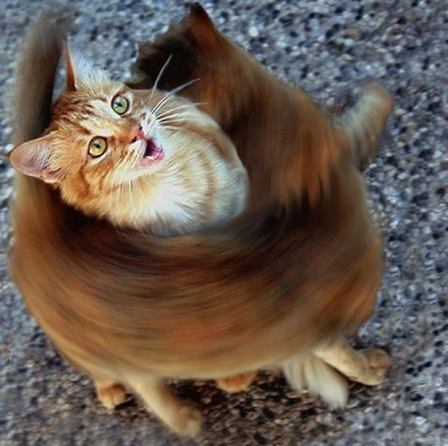 Животные, в которых вы узнаете себя