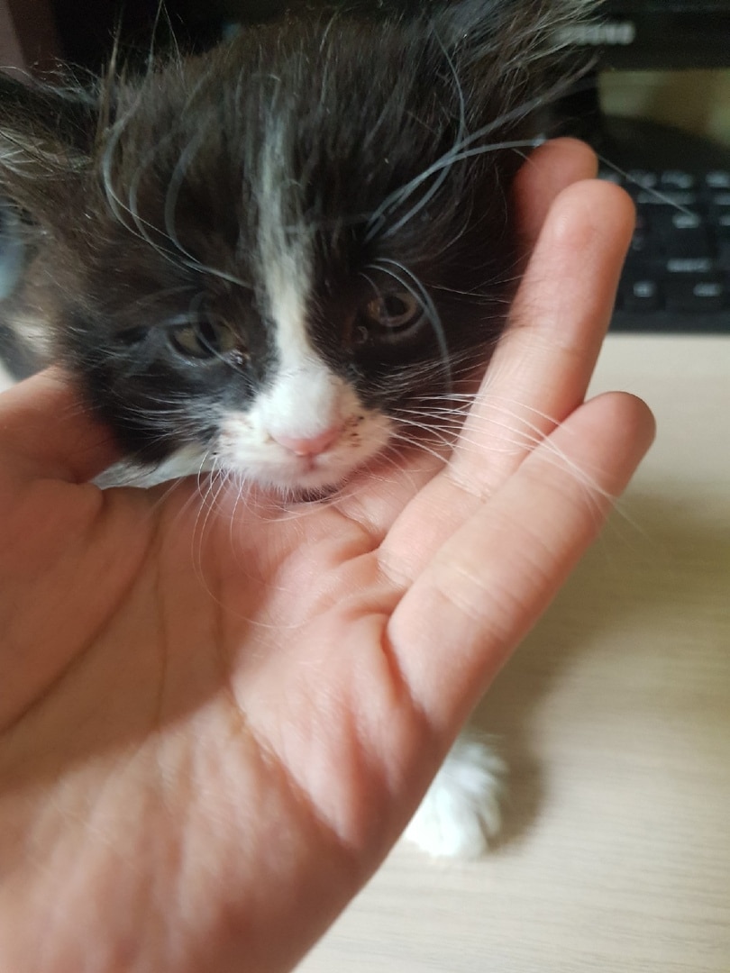 котенок плакал на улице котенок с хозяйкой
