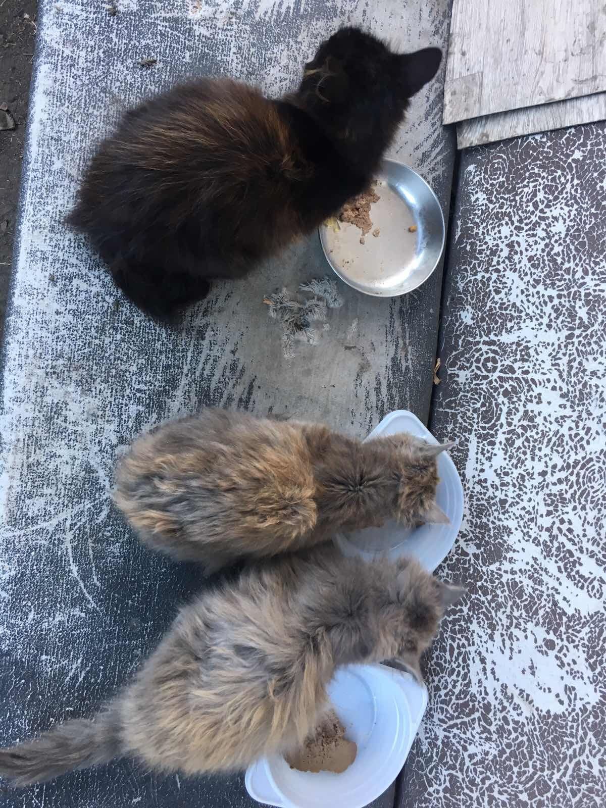 три котенка