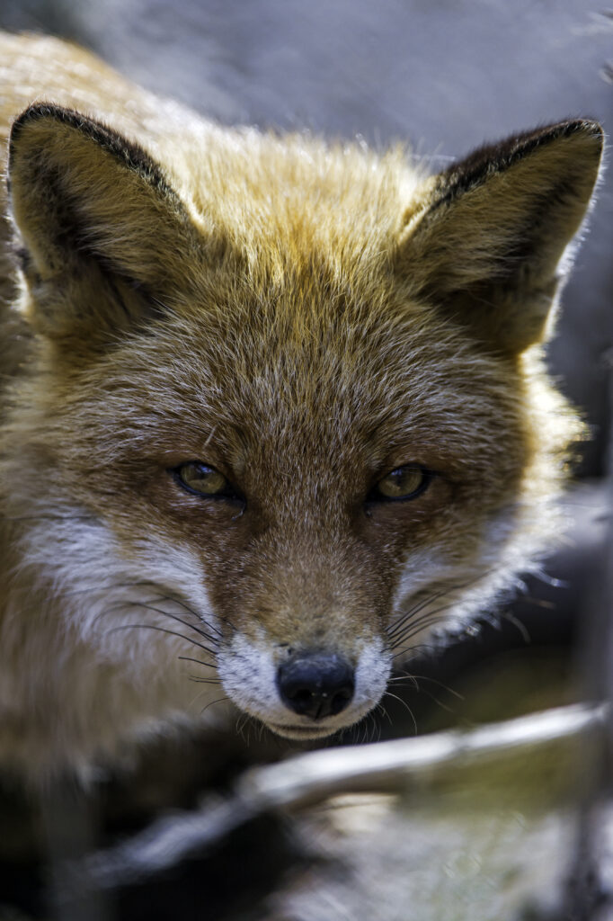 Бесхвостая лисица