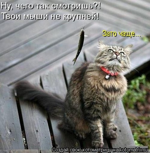 Свежая котоматрица (29 фото)
