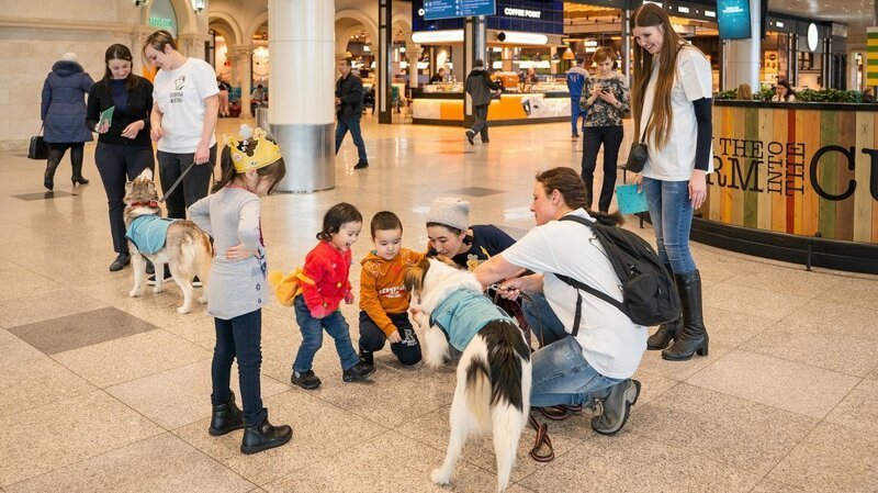 В Домодедово собаки помогли пассажирам снять стресс перед полетом Аэрофобия, авиа, акция, добро, домодедово, животные, москва, обними друга перед полетом, собаки