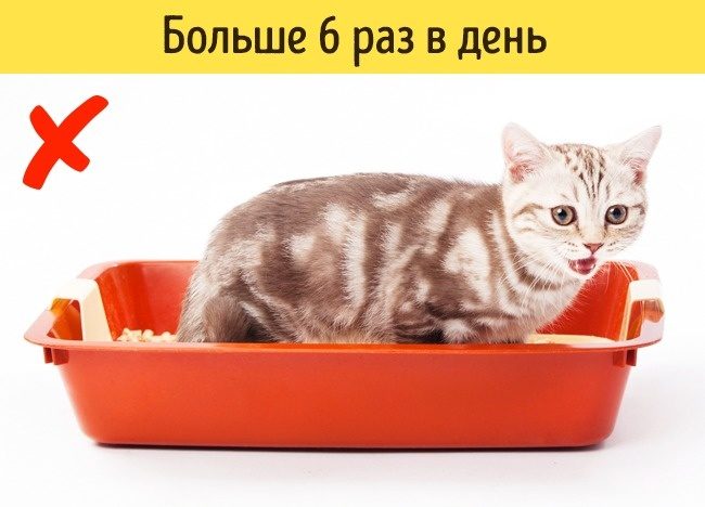 Какие признаки указывают на то, что питомца надо срочно показать ветеринару