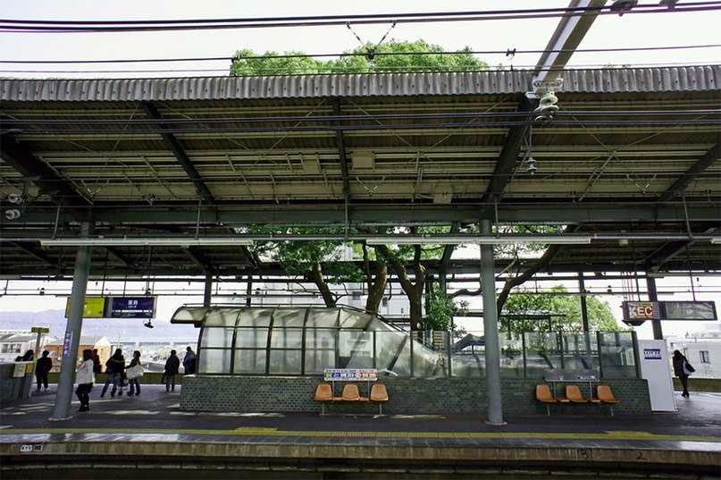 Эта японская ж/д станция построена вокруг старинного дерева жд станция