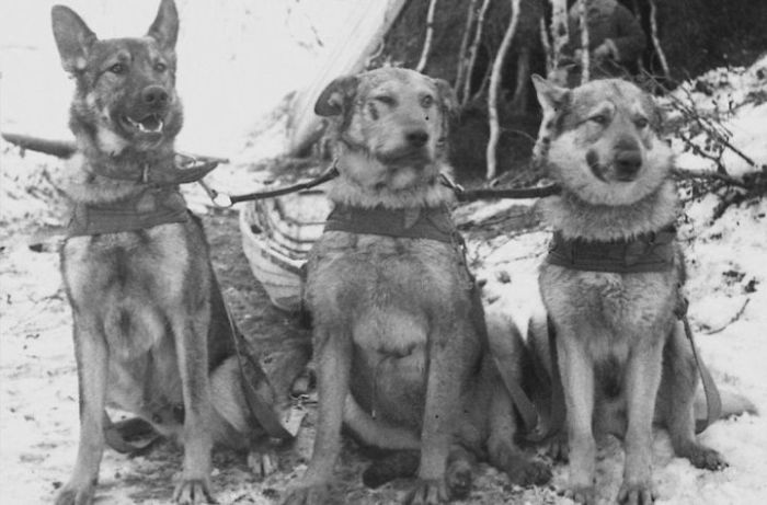 Как собаки помогали солдатам во время войны