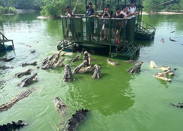 Крокодилья ферма для любителей острых ощущений