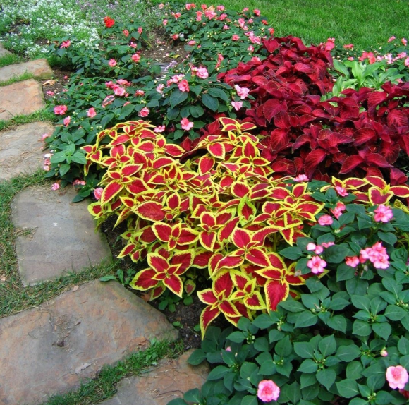 Колоритная рабатка у садовой дорожки
