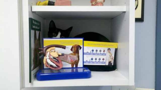 Котики — мастера пряток Котики — мастера пряток