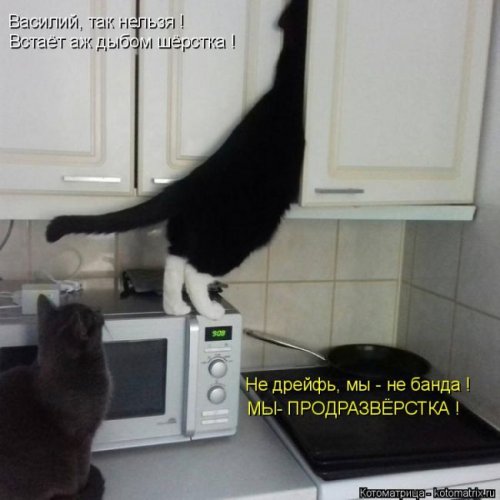 Свежая котоматрица (29 фото)