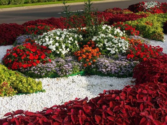 Каменный садик с колеусом