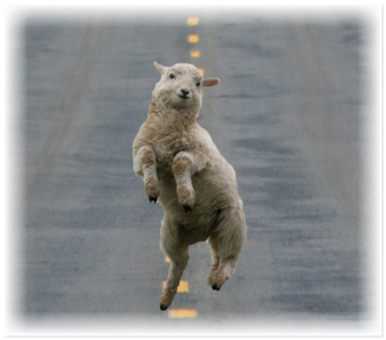 Улыбающиеся животные дарят минутку позитива людям Улыбающиеся животные дарят минутку позитива людям не всё так грустно