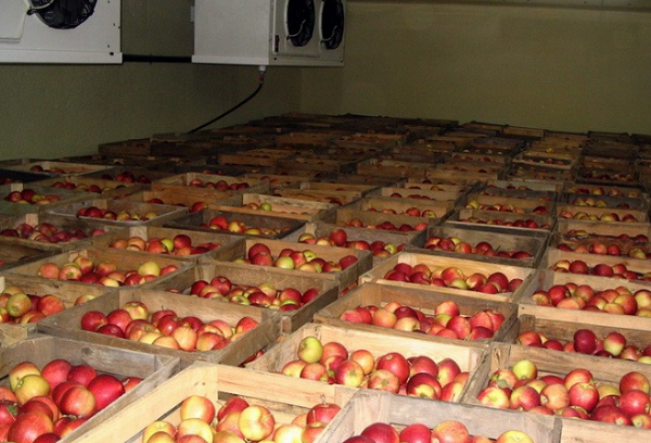яблоки в ящиках