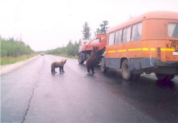 Позитивные, смешные и классные фотографии для улыбки и веселья 