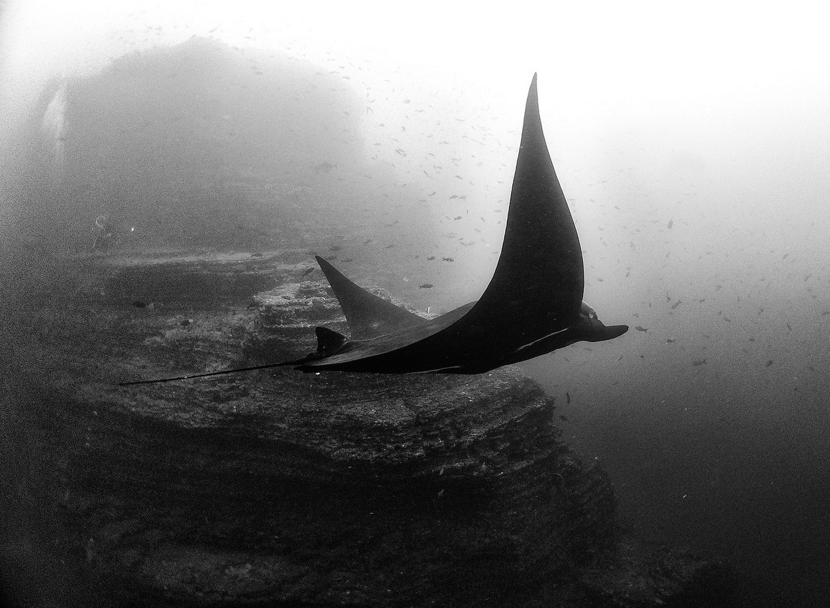 Подводное царство духозахватые чёрно-белые фотографии жизни под водой 29