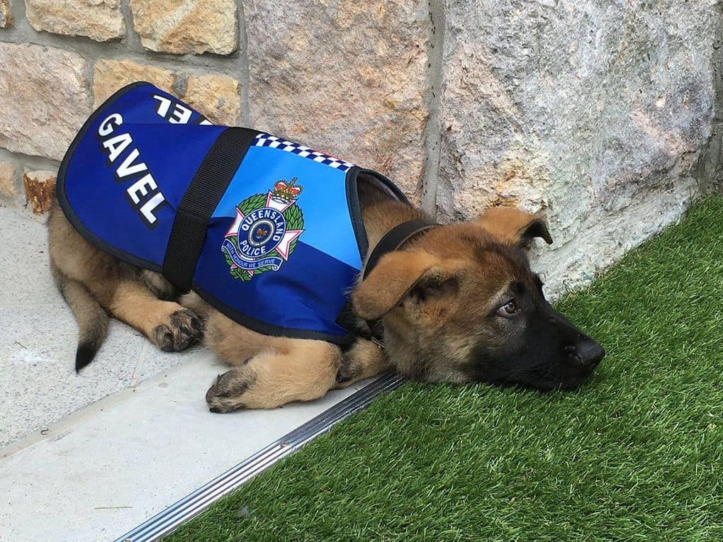 samyj-milyj-pesik-policejskij-kotorogo-uvolili-iz-policii-po-udivitelnoj-prichine_001
