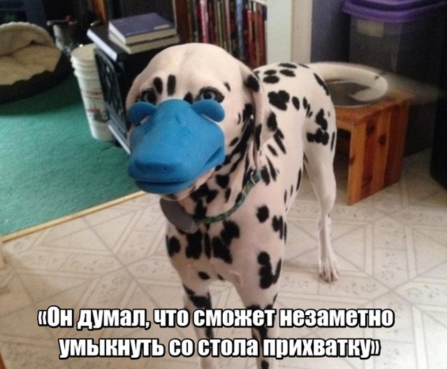 Фотоподборка среды 