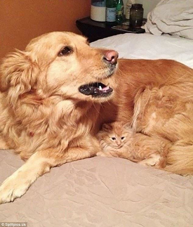 4. Найди кота домашние животные, коты, кошки, маскировка, маскируется, прятки, смешные кошки