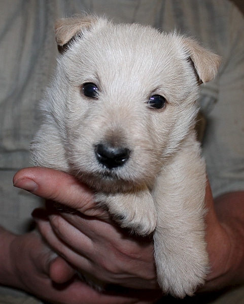 щенок в руках