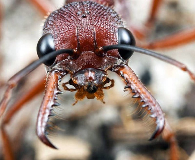 Муравьи-бульдоги муравьи, насекомые, опасные, страшные, фауна