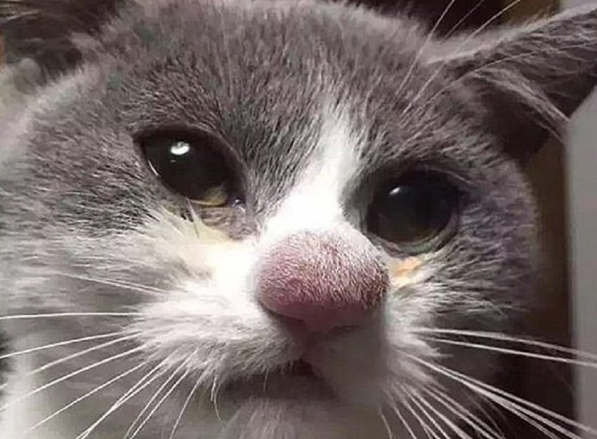 Фото кота за нос укусила оса