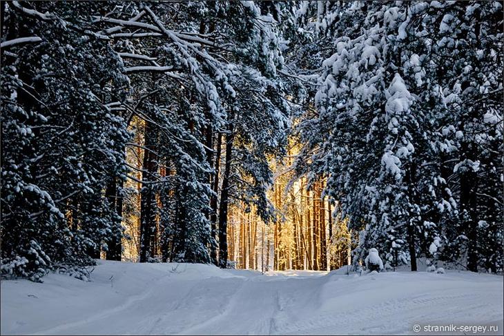 Фото зимнего леса