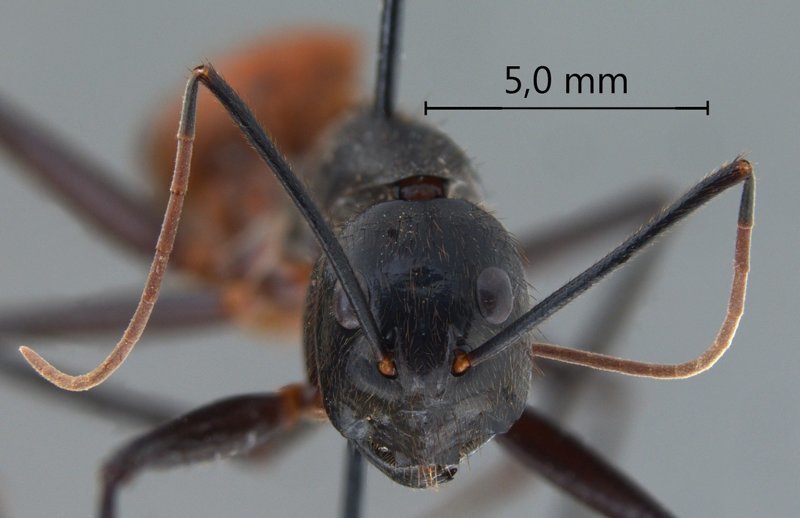 Гигантский Малайзийский муравей Camponotus gigas муравьи, насекомые, опасные, страшные, фауна
