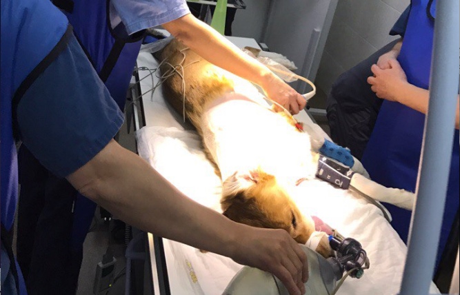 В Новосибирске провели уникальную операцию по установке кардиостимулятора собаке
