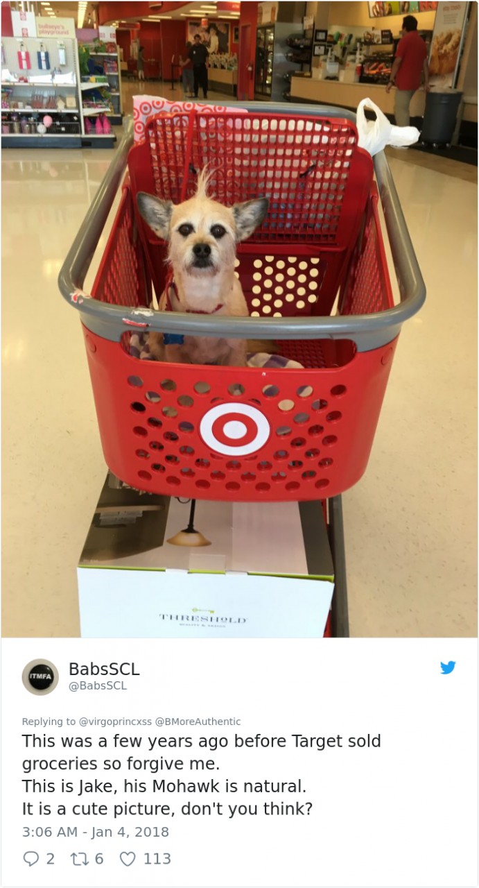 happy-dog-shopping-target-zira-the-corgi-virgoprincxss (2)