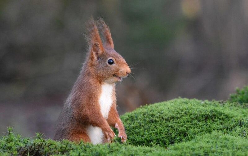 Фотография: Самые смешные фото диких животных от финалистов Comedy Wildlife Photography Awards 2020 №11 - BigPicture.ru