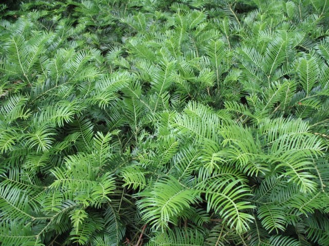 Головчатотис (Cephalotaxus)