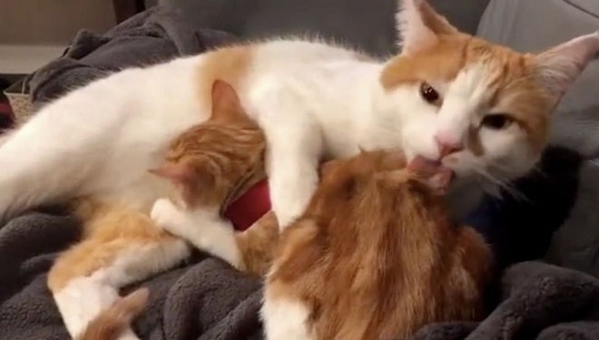 Кот моет котенка