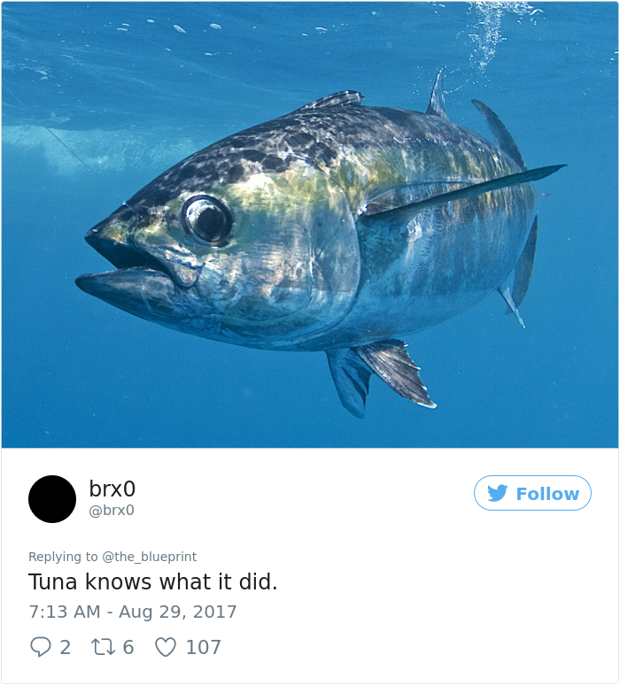 tuna-shamed-car-bumper-sticker-the-blueprint (15)