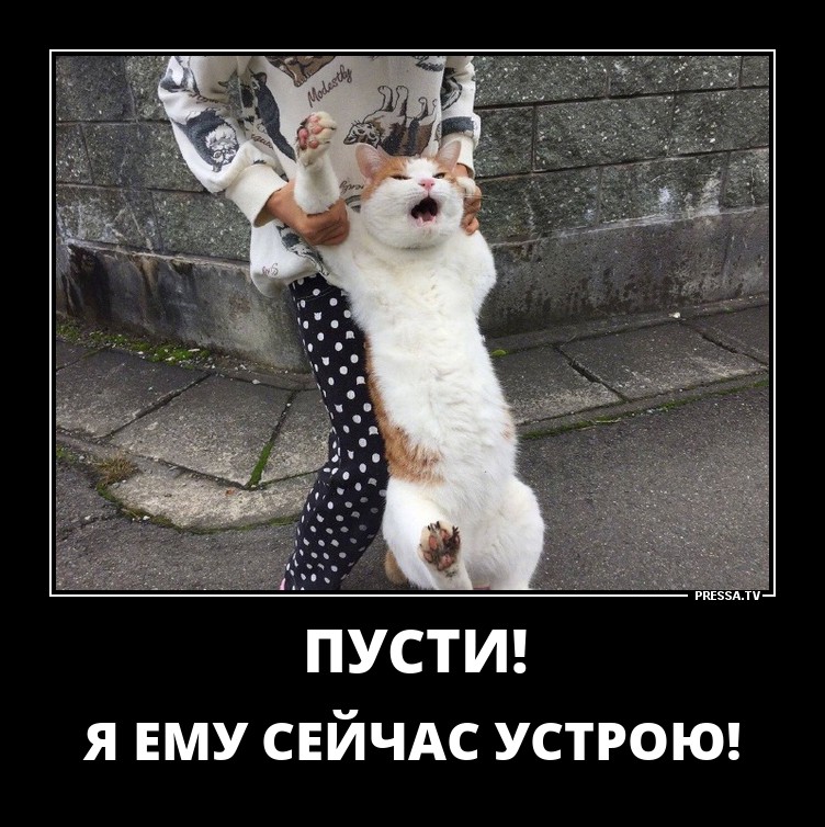 Пятничные демотиваторы для классного настроения и веселья Пятничные демотиваторы для классного настроения и веселья демотиваторы свежие,смешные демотиваторы,юмор