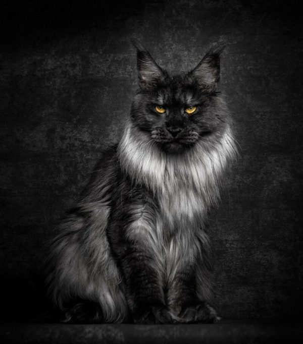 Американская енотовая кошка Maine Coon