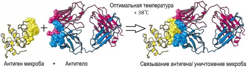 Почему нельзя сбивать субфебрильную температуру тела температуру, молекул, антител, системы, иногда, между, кластеров, антителами, происходит, иммунной, организме, перегрев, Однако, данные, реакции, тормозим, препаратами, субфебрильную, микробам, возникает