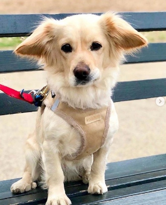 Собака на улице