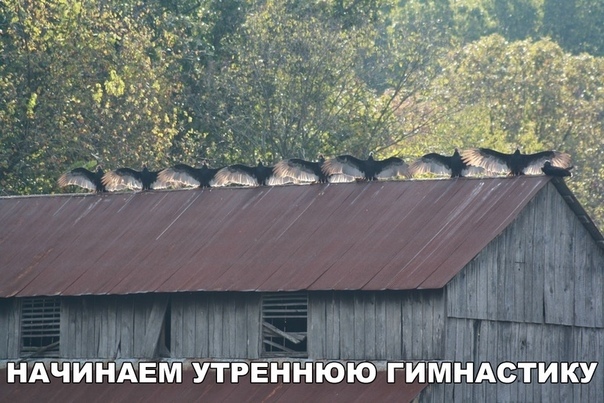 Веселые картинки и забавные фото приколы с надписями из сети 