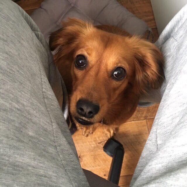 рыжая собака