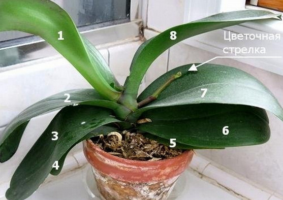 9 правил, благодаря которым орхидея будет буйно цвести круглый год. И всё исключительно своими руками!!!