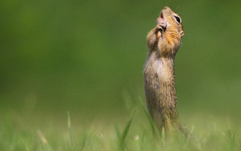 Фотография: Самые смешные фото диких животных от финалистов Comedy Wildlife Photography Awards 2020 №35 - BigPicture.ru