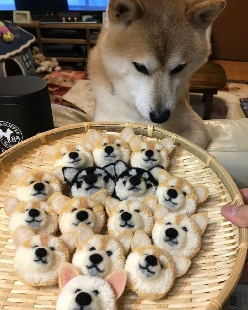 Фотоприколы на любой вкус и цвет 