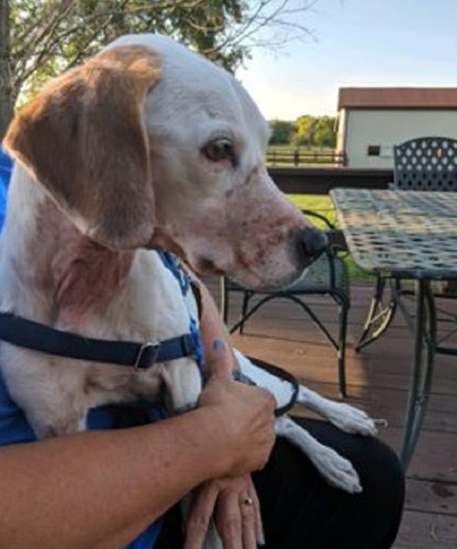 Пес на руках