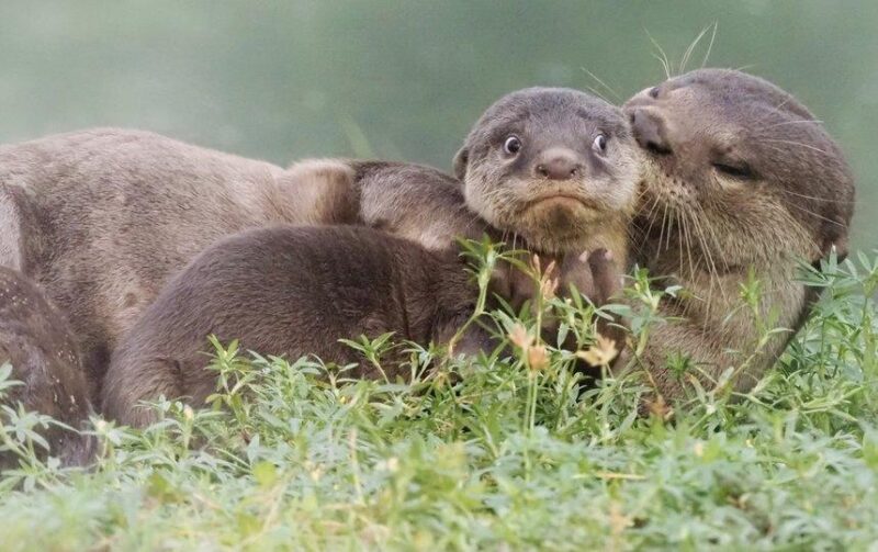 Фотография: Самые смешные фото диких животных от финалистов Comedy Wildlife Photography Awards 2020 №27 - BigPicture.ru