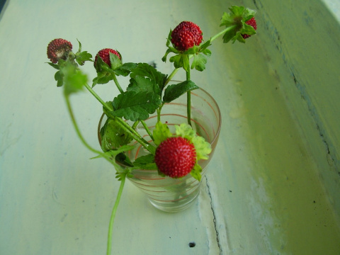 Сорванное растение с ягодами