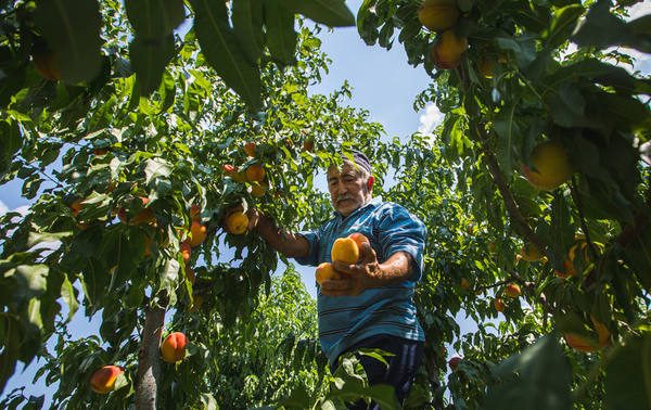 Туристы полюбили лично собирать персики в Дагестане