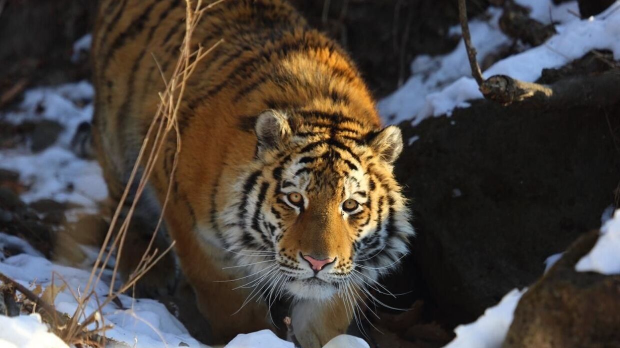 В Минприроды назвали трагедией убийство амурского тигра Павлика