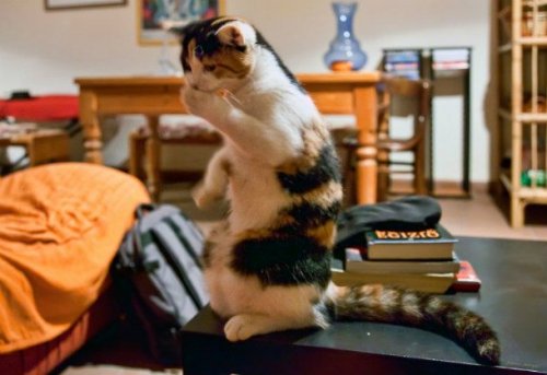 23 наглядных фотодоказательства того, что кошки ведут себя, как люди 23 наглядных фотодоказательства того, что кошки ведут себя, как люди