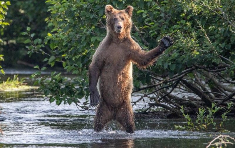 Фотография: Самые смешные фото диких животных от финалистов Comedy Wildlife Photography Awards 2020 №9 - BigPicture.ru