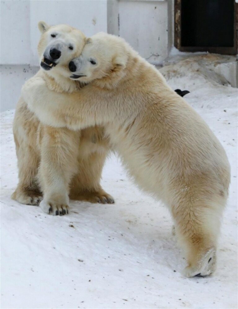 Любовь в мире животных Любовь, влюбленные животные., нежность